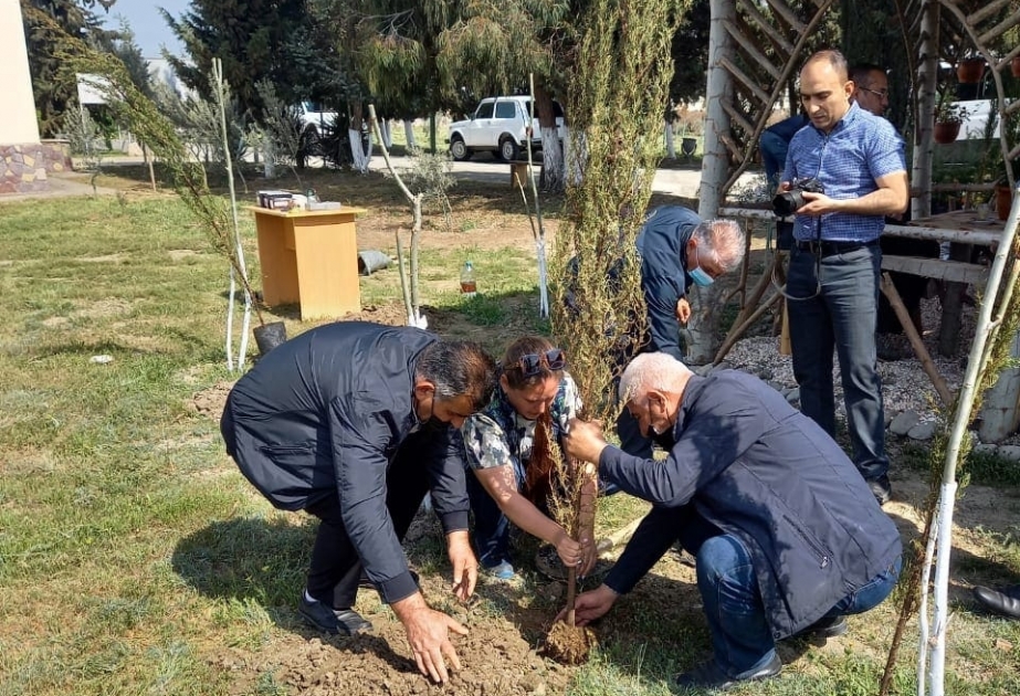 Şirvan Milli Parkında müxtəlif növ yeni dekorativ ağaclar əkilib