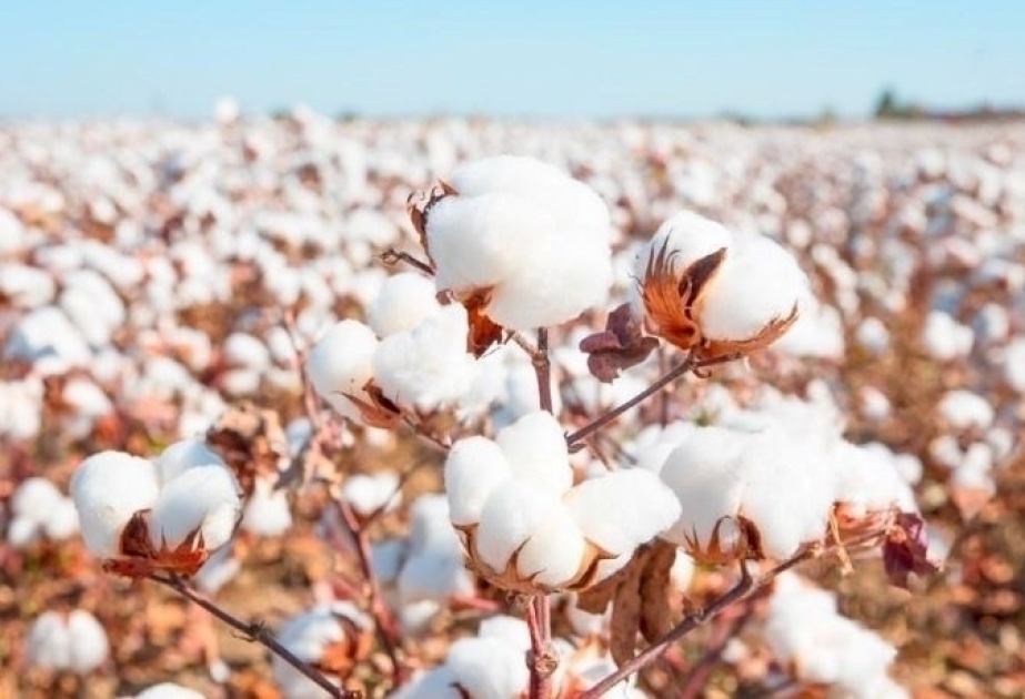 阿塞拜疆棉纤维和纱线出口量增加