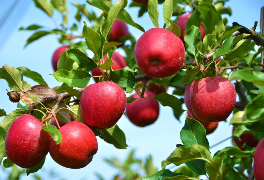 7 удивительных плюсов яблок для здоровья