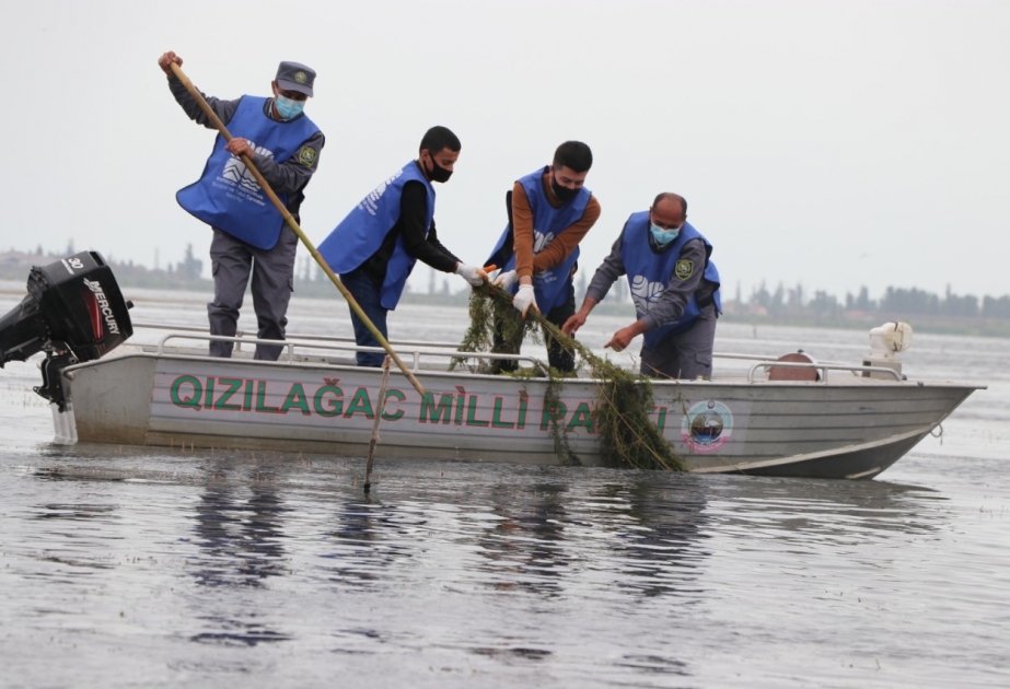 “Təmiz hövzələr” aksiyası Kiçik Qızılağac körfəzində davam edib