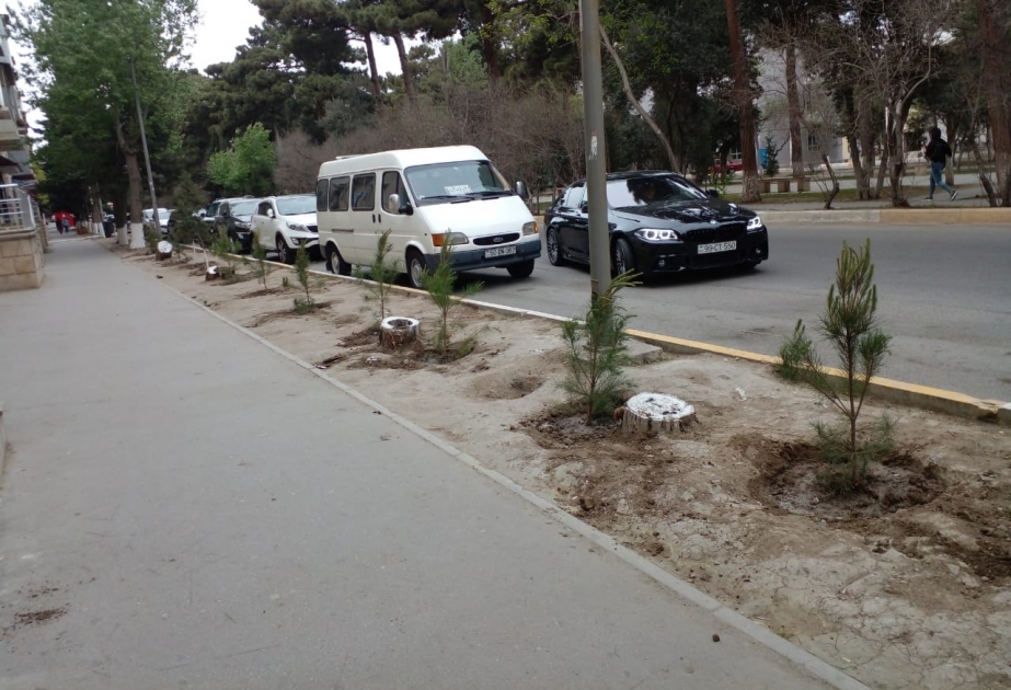 Aşmış ağacların yerinə yeni ağaclar əkilib