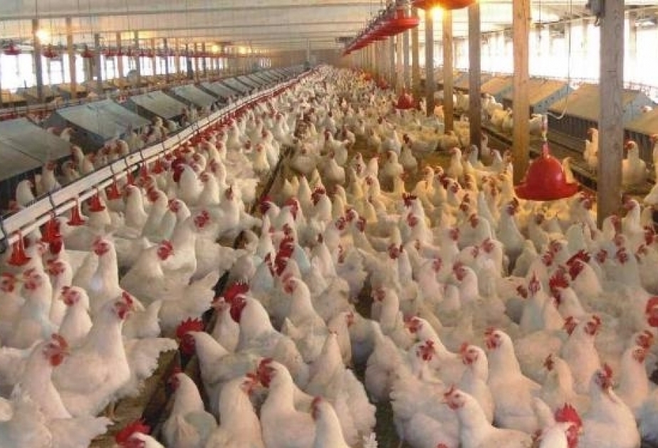 Aserbaidschan: Im ersten Quartal 18,9 Tausend Tonnen Geflügelfleisch produziert