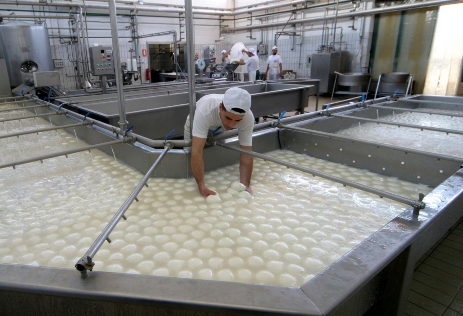 Famous Italian "Mozzarella di buffalo" cheese to be produced in Azerbaijan`s Zangilan district