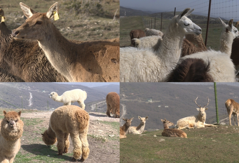 El Parque Safari de Shamakhi, único en el Cáucaso por la diversidad de la fauna y el territorio ocupado