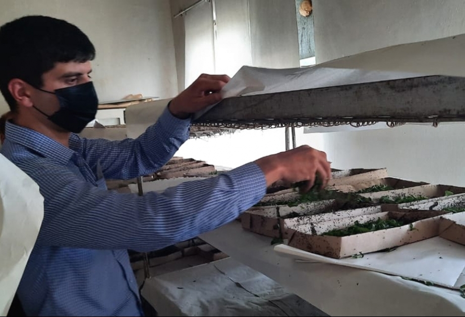 Bu il Balakəndə yaş barama istehsalının 46 tona çatdırılması proqnozlaşdırılır