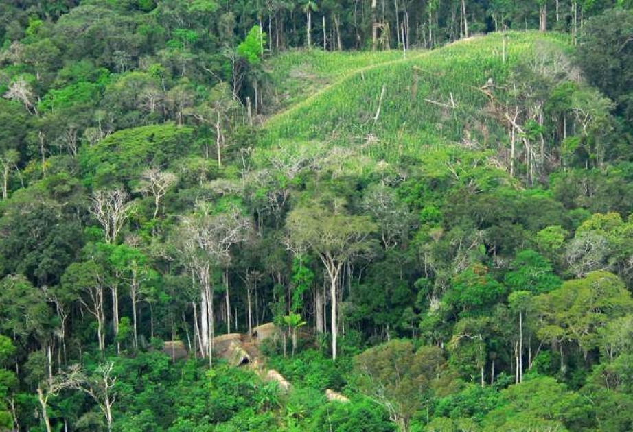 Леса Амазонки в 2010-х выбросили больше углерода, чем поглотили