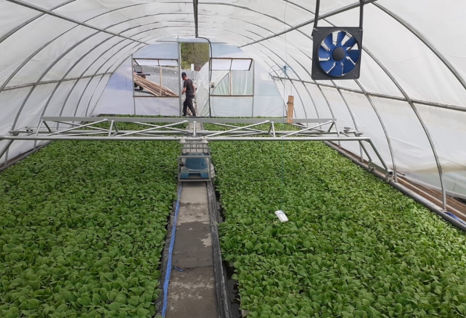 “Zaqatala AGRO İndustry” üç rayonda, ümumilikdə, 636 hektar sahədə tütün əkəcək