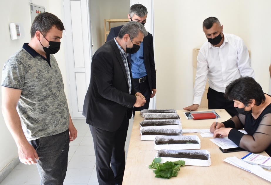 Zaqatalalı kümçülərə 1150 qutu ipəkqurdu paylanılıb
