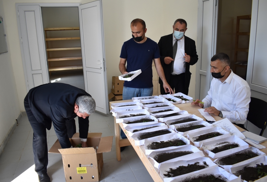 Oğuz: yaş barama istehsalının 8,8 tona çatdırılması qarşıya hədəf qoyulub