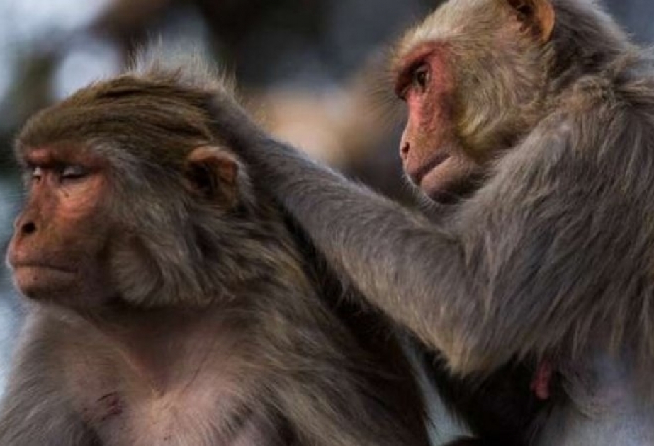 Alimlər: Primatların beyin ölçüsü ilə sosial təmasların sayı arasında əlaqənin olması fikri təsdiqini tapmadı