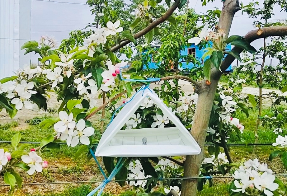 Fermerlər təsərrüfatlarında zərərvericilərin vəziyyətini SMS ilə öyrənə biləcəklər