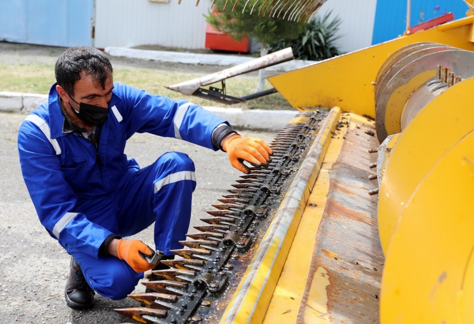 Azərbaycanda taxıl biçininə hazırlıq prosesinin əsas mərhələsi başlayıb
