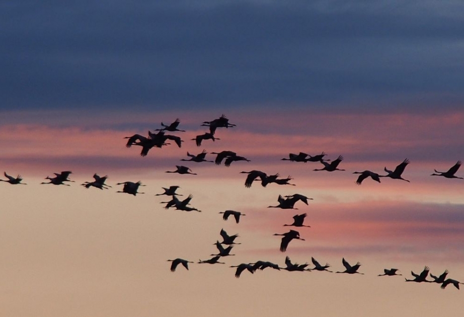 ЮНЕП: Пение птиц может стать утешением и спасением во время пандемии COVID-19