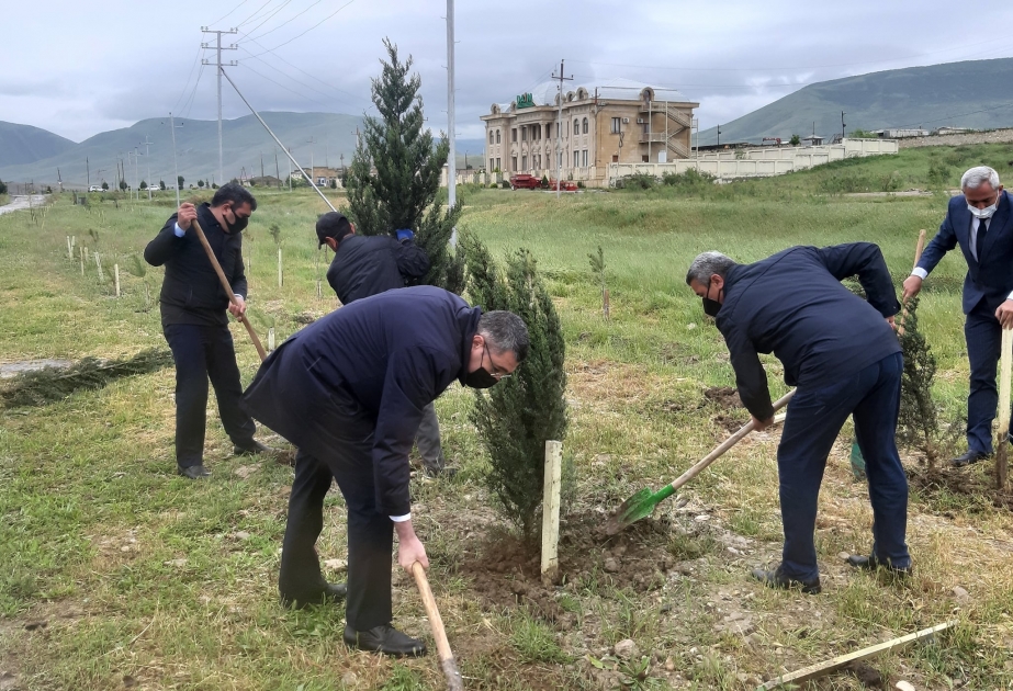 Siyəzəndə ulu öndər Heydər Əliyevin əziz xatirəsinə ağacəkmə aksiyası təşkil olunub