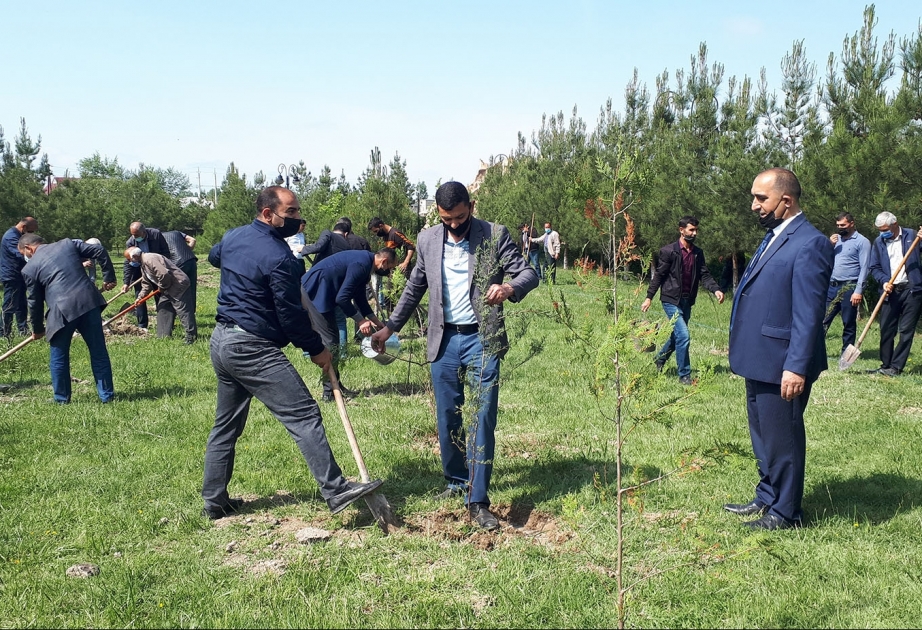 Kürdəmirdə ağacəkmə aksiyası keçirilib