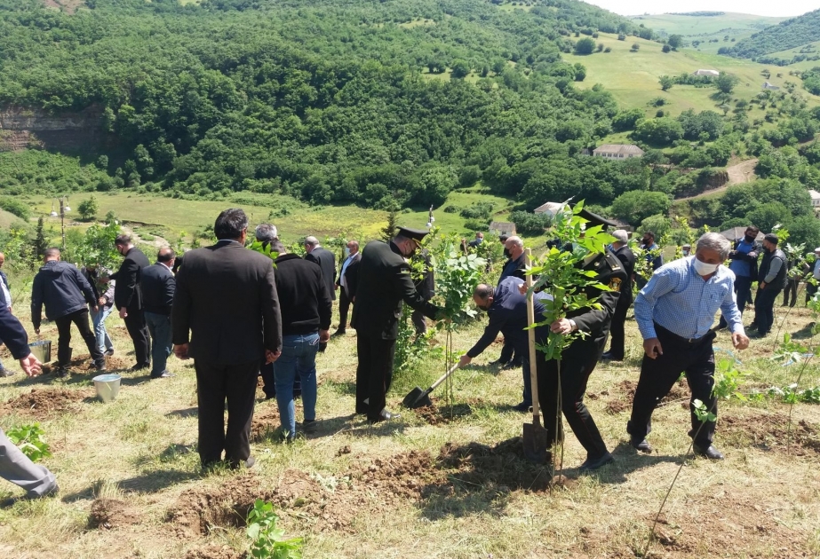 Yardımlıda keçirilən aksiyada mindən çox müxtəlif növ ağac əkilib