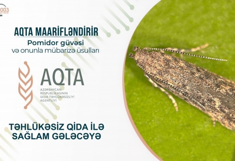 Pomidor güvəsi və onunla mübarizə üsulları
