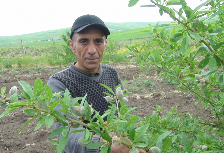 Bu il Cəlilabadın badam bağlarından ilk məhsul yığılacaq  FOTO VİDEO
