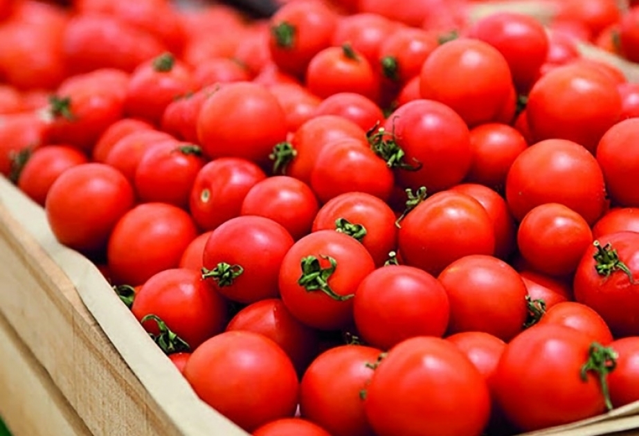 Más empresas azerbaiyanas exportarán tomates a Rusia