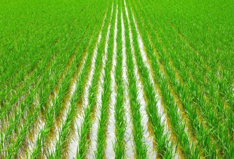 Azerbaiyán anuncia la tarifa del seguro para los campos de arroz