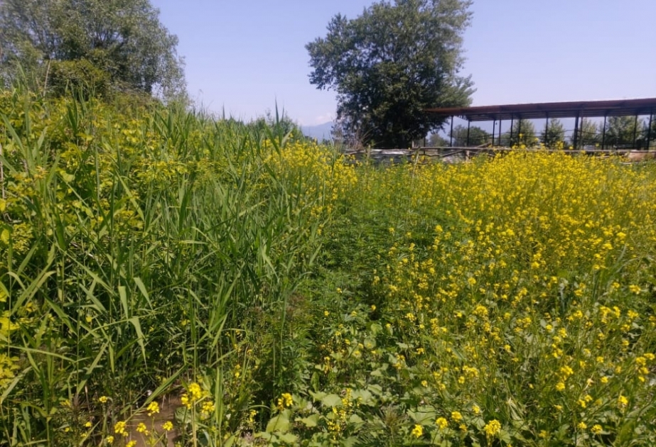 Şəkidə 1,5 ton narkotik vasitə məhv edilib