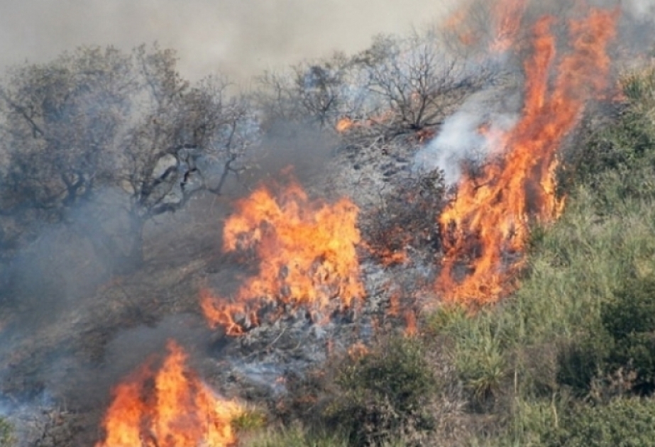 В прошлом году в Азербайджане зарегистрировано 4 лесных пожара