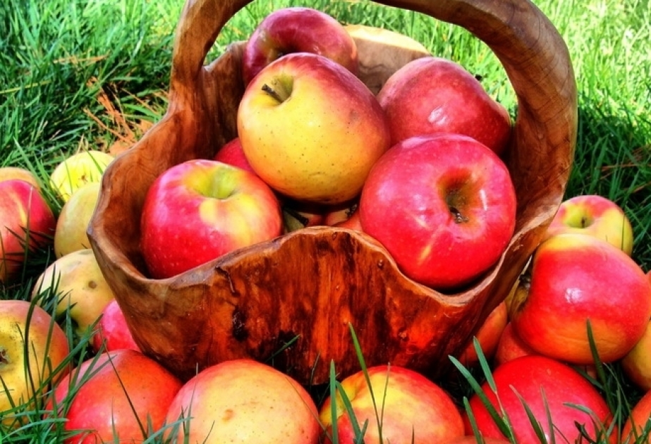 Les exportations azerbaïdjanaises de pommes ont légèrement diminué
