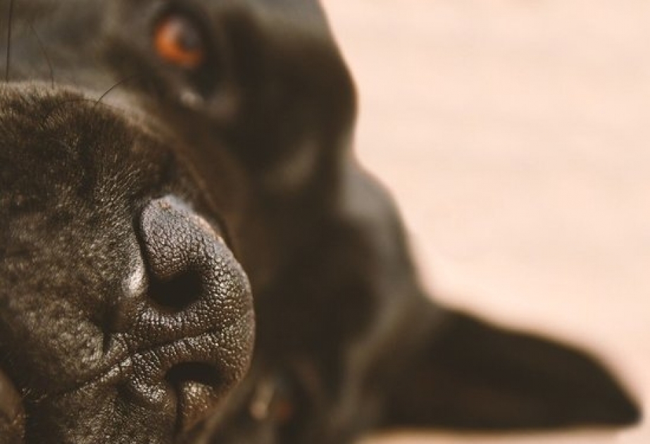 Исследование: собаки смогли обнаружить коронавирус с точностью 97 процентов