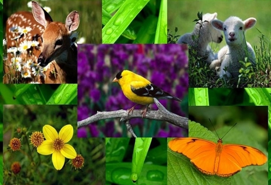 Lema del Día de la Biodiversidad 2021: 