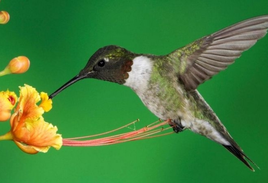 Животные, совершающие самые дальние путешествия
