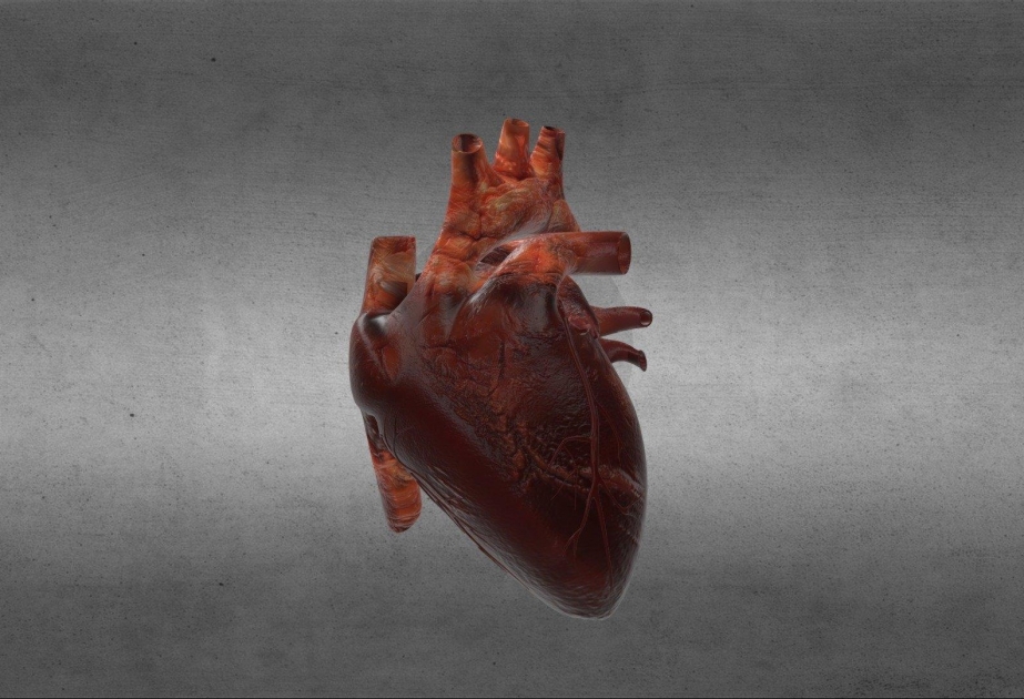 Лабораторное мини-сердце бьется как настоящее