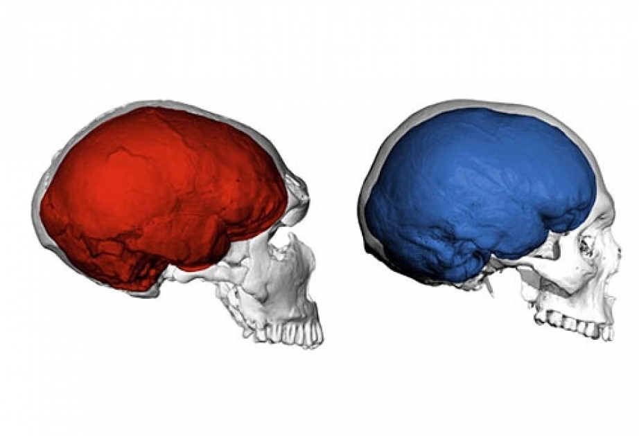 Genetiklər insanların və neandertalların beyinlərində hüceyrə metabolizminin nə ilə fərqləndiyini aydınlaşdırıblar