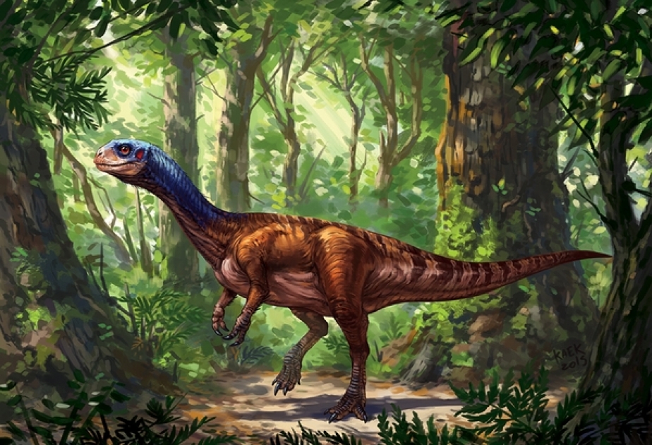 Самые распространенные виды водных блох оказались ровесниками динозавров