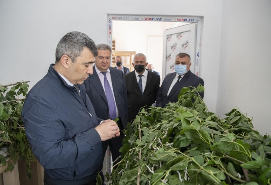 Nazir İnam Kərimov Şamaxı və Ağsuda yeni inşa edilən kənd təsərrüfatı müəssisələrində olub, fermer təsərrüfatlarına baş çəkib