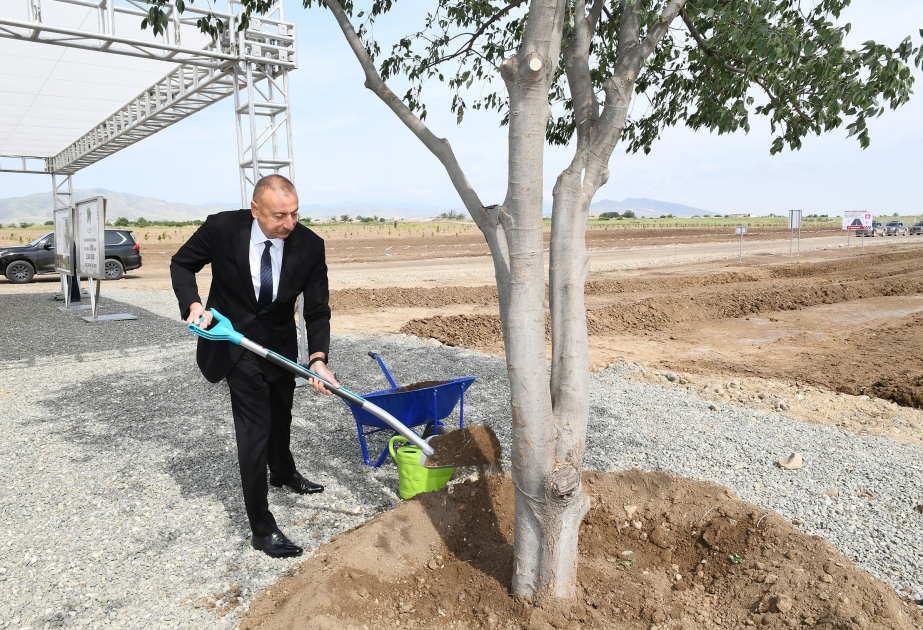 El presidente Ilham Aliyev planta un árbol en el parque forestal de la ciudad de Aghdam