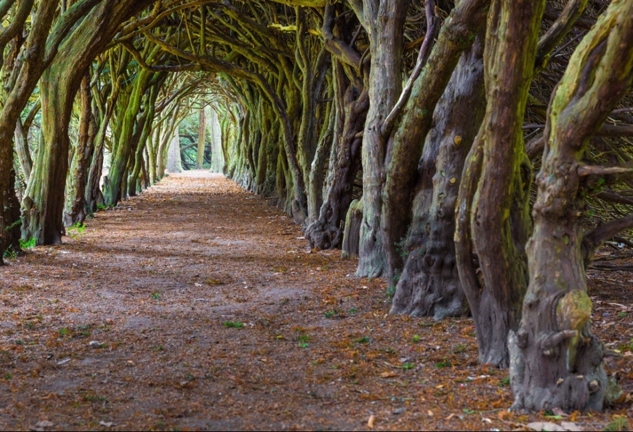 8 самых интересных аллей и туннелей из цветов и деревьев