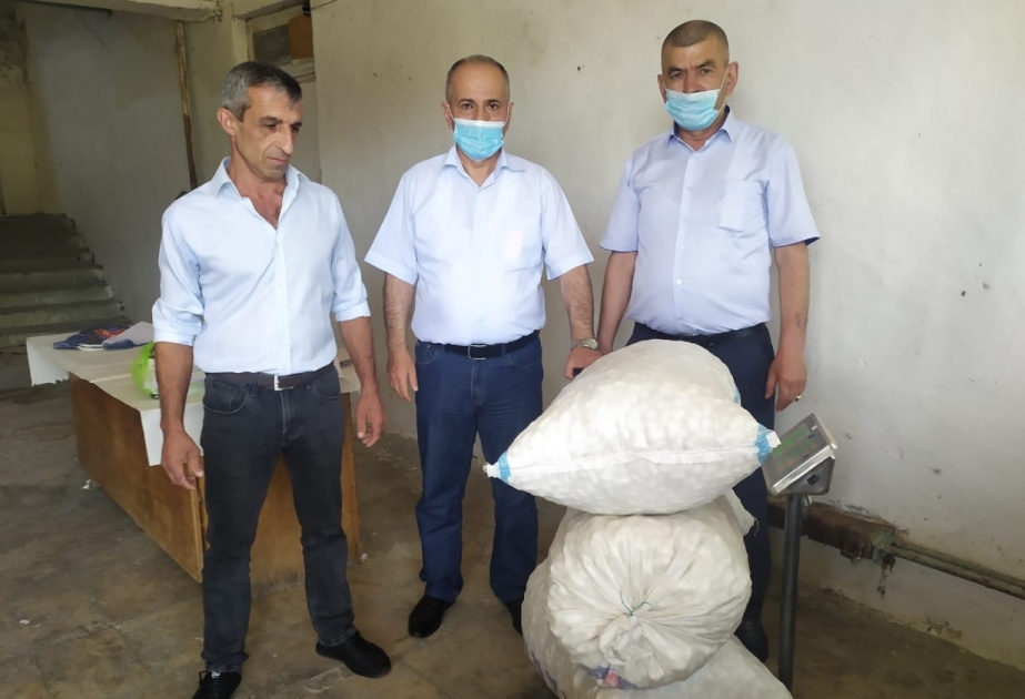 Balakəndə yaş barama tədarükünə başlanılıb