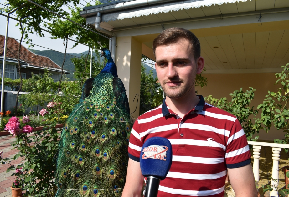 Qaxlı gənc memar: Taksidermiya sənəti mənə ölmüş heyvanları canlandırmağın sirlərini öyrədib VİDEO