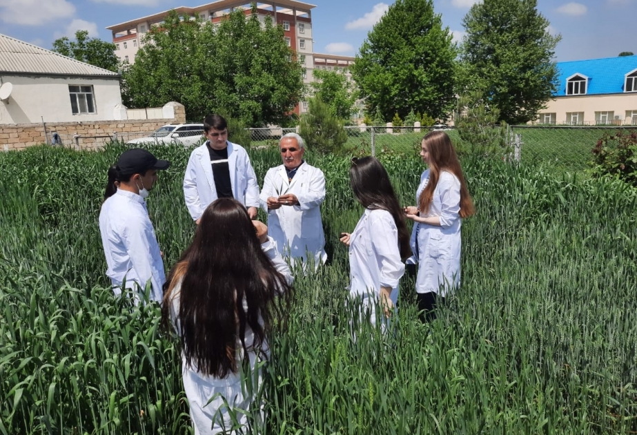 Aqrar Universitetdə yeni buğda sortları: “ADAU-100” və “Nurcahan”