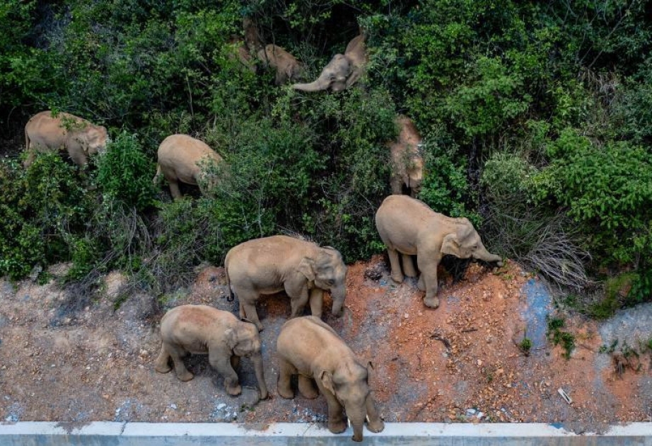 Кочующих диких слонов приманкой отводят вдаль от населенных пунктов на юго-западе Китая