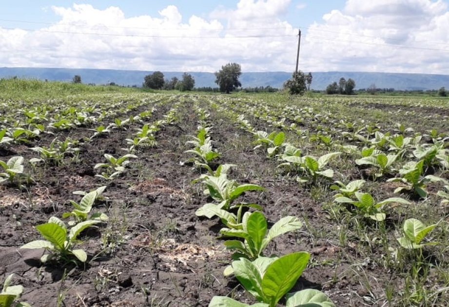 “Zaqatala AGRO İndustry” MMC tərəfindən bu il şimal-qərb rayonlarında 679,7 hektarda tütün əkilib