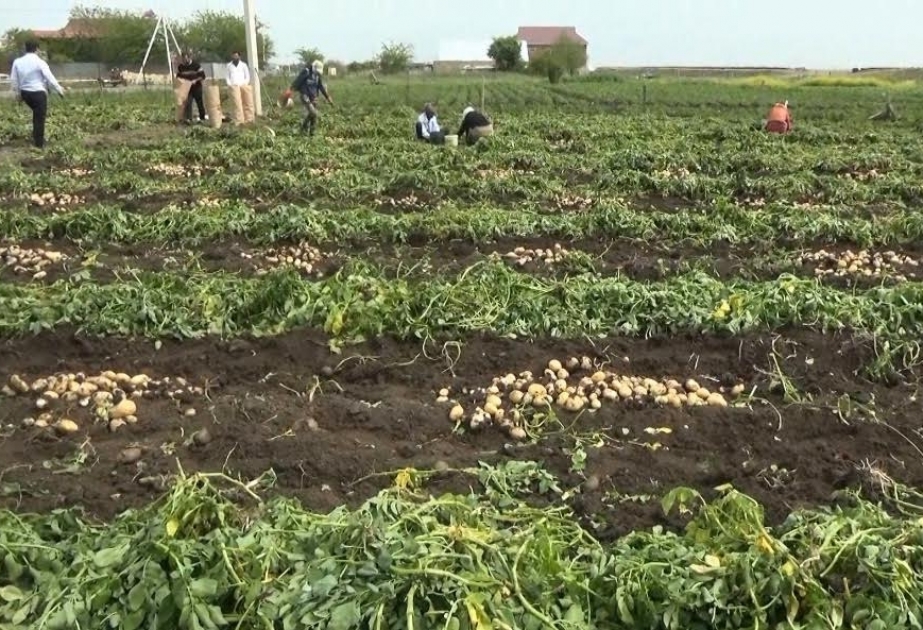 Cəlilabaddan Rusiya bazarlarına 30 min tona yaxın kartof ixrac olunub