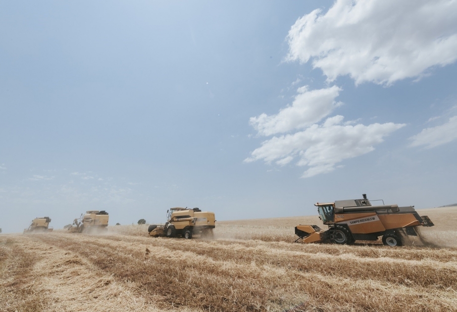 Comienza la temporada de cosecha de cereales en Azerbaiyán
