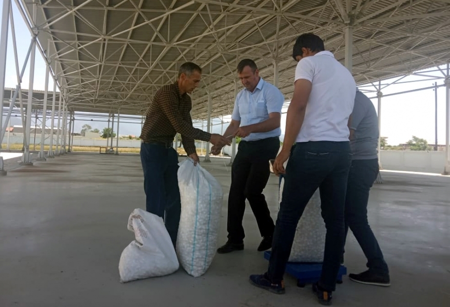 Zaqatalada yaş barama tədarükünə başlanılıb