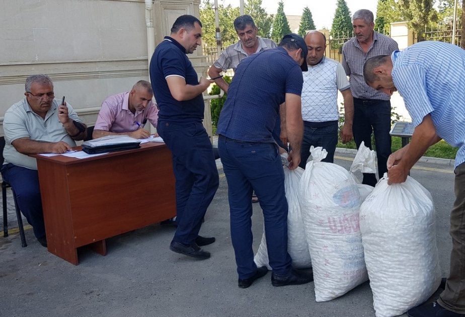 Tərtərli kümçülər barama tədarükünə başlayıblar