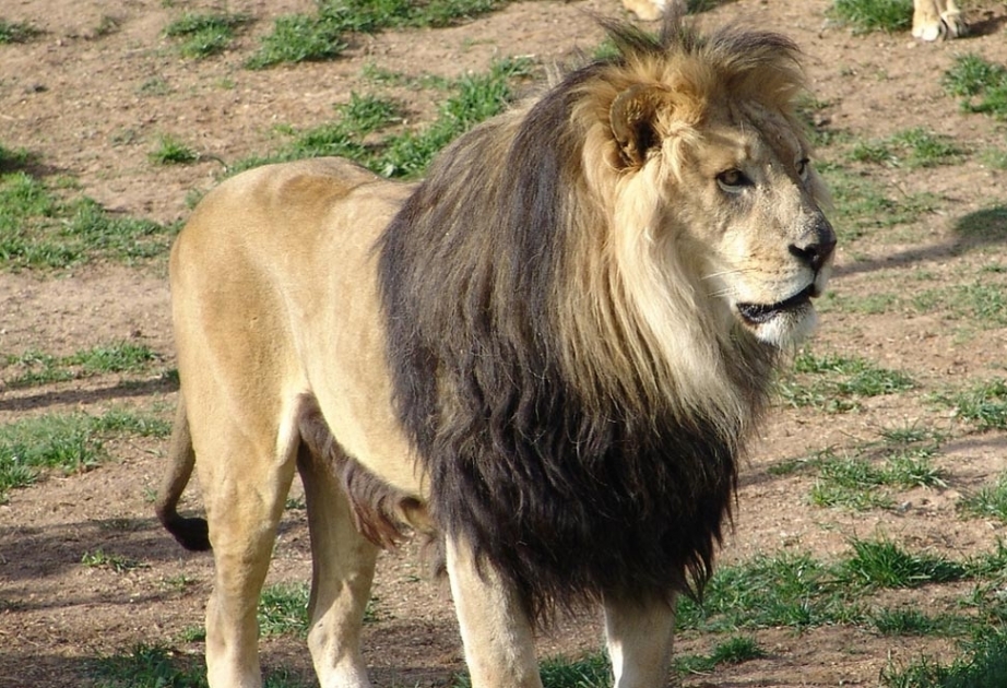 В индийском зоопарке предположительно от COVID-19 скончался лев, еще 9 особей показали положительный результат