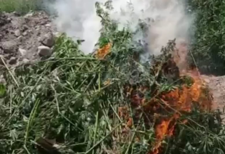 شرطة قبادلي تعثر على النباتات المخدرة الزائدة عن طنين اثنين في الأراضي المحررة من الاحتلال الأرميني
