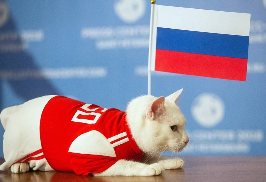 Кот Ахилл будет предсказывать результаты только петербургских матчей Евро-2020