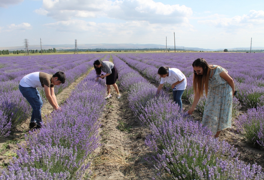 Qəbələnin lavanda təsərrüfatı fəaliyyətini genişləndirir
