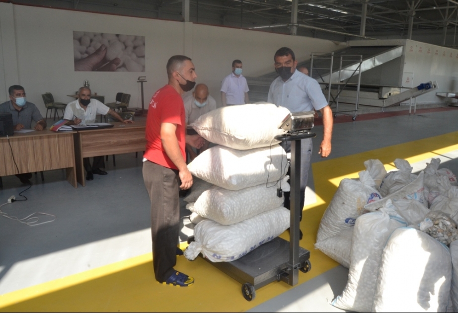 Zərdabda indiyədək 63,5 ton yaş barama təhvil verilib